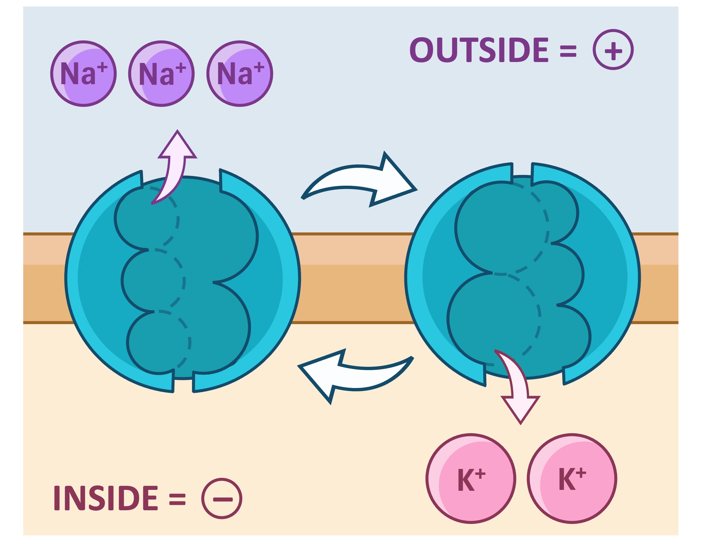 Resting potential